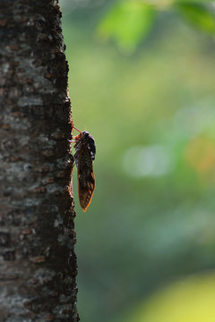 A Large brown cicada-Graptopsaltria nigrofuscata- perched on a cherry tree.It is in July.