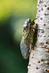 A Japanese Cicada-Cryptotympana facialis- is perched on a tree of cherry tree in July.