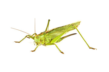 Grasshopper isolated on white background