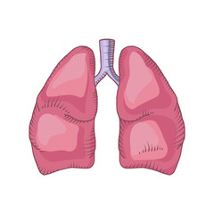 Lung vector detailed illustration