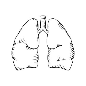 Lung vector detailed illustration