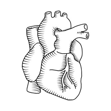 Human heart vintage illustrations