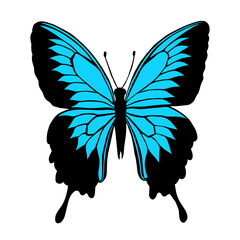 Vector illustration of butterfly with blue wings. Butterfly Papilio blumei. Blue Mountain Swallowtail Butterfly