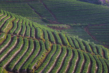 strawberry plantation field in doi angkhang chiangmai northern o