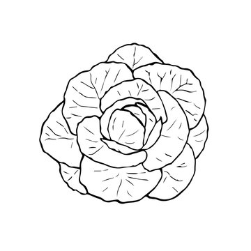 Illustration of black and white cabbage. Hand drawn cabbage