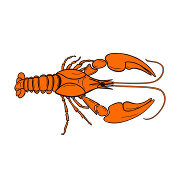 Vector orange Crayfish. Zodiac sign cancer