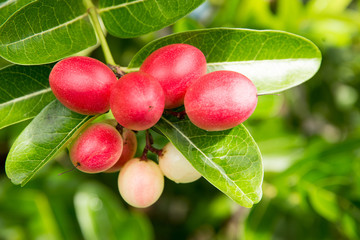 Mango Lime yawn yell