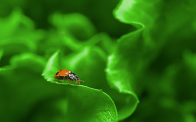 Macro of ladybug on the fresh green leaf