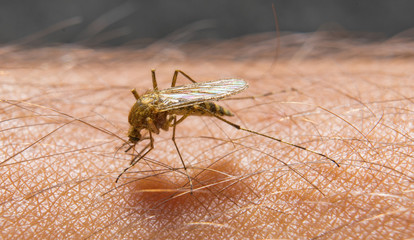 Macro of biting mosquito on the skin