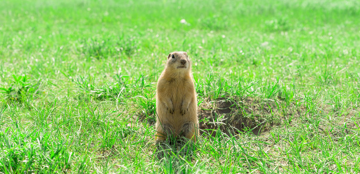 Gopher standing and starring near the burrow on the meadow