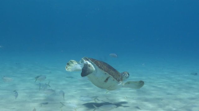 Unterwasser - Riff - Schildkröte - Suppenschildkröte - Tauchen - Curacao - Karibik
