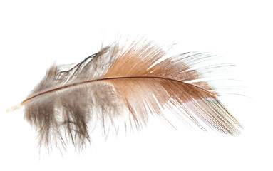 brown feather on white background