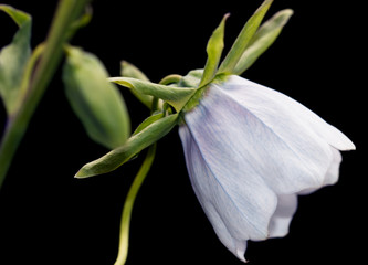 Fototapeta premium bell flowers