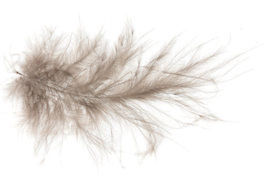 Brown Feather On White Background