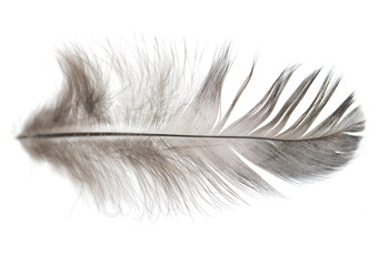 Black feathers on a white background