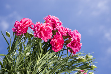 青空の下のピンクのカーネーションの花