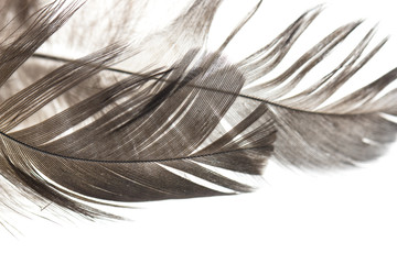 Black bird feather on white background