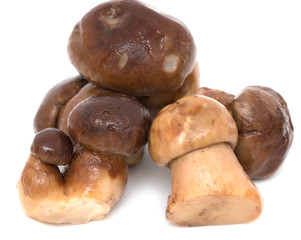 pickled mushrooms drillers