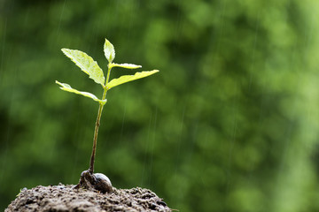 緑をバックに雨の中のクヌギの幼木