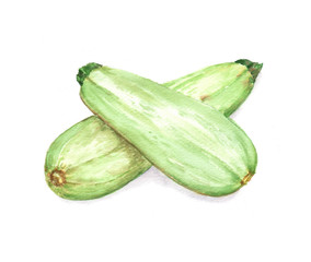 Hand-drawn watercolor food illustration. Two zucchini vegetables isolated on the white background