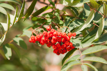 rowan berries close up