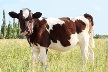 Naklejka na ściany i meble Brindled cow on a field