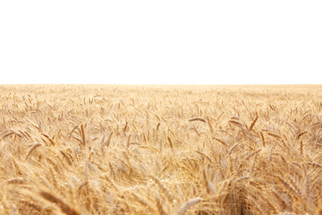Beautiful wheat field