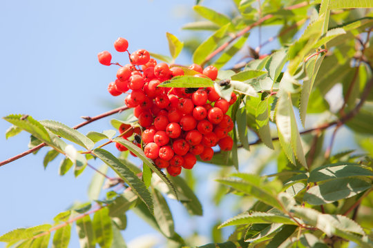 rowan branch with red berries
