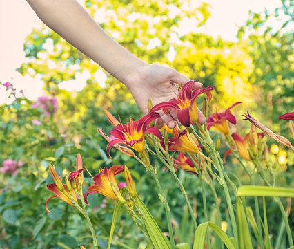 Fototapeta Woman holding beautiful flower in garden