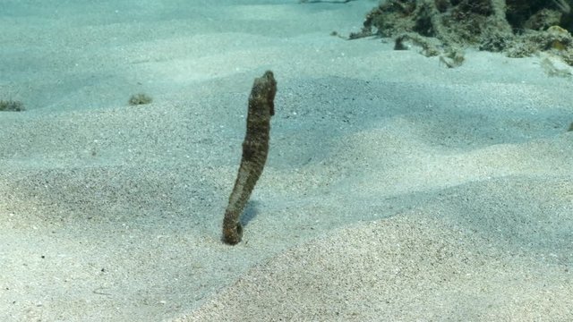 Unterwasser - Riff - Seepferdchen - Tauchen - Curacao - Karibik - 4K