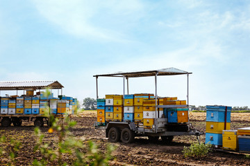 Mobile apiary in field