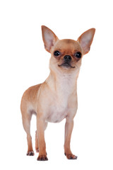 Chihuahua, 7 month old, on the white background