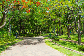 Park/ pathway to garden