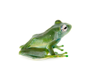 Emerald Tree frog on white background