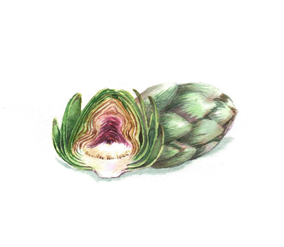 Hand-drawn watercolor food illustration. Artichoke isolated on the white background.