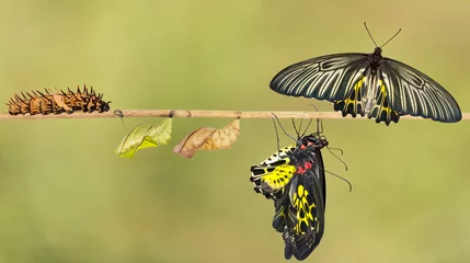 Photo sur Aluminium Papillon Life cycle of female common birdwing butterfly