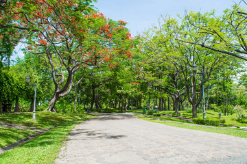 Park/ pathway to garden