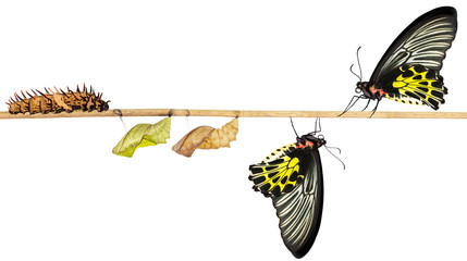 Isoalted life cycle of female common birdwing butterfly