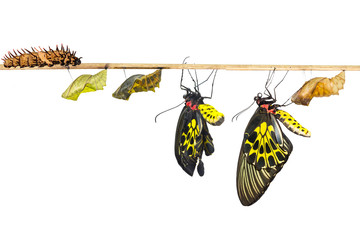 Isolated life cycle of female common birdwing butterfly