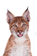 Fototapeta premium Eurasian Lynx cub on white