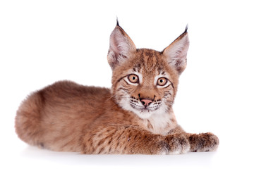 Naklejka premium Eurasian Lynx cub on white
