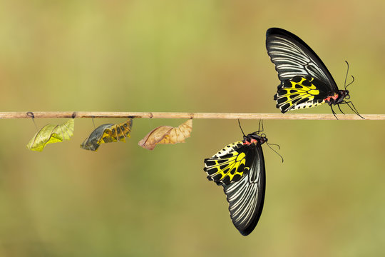 Life cycle of female common birdwing butterfly