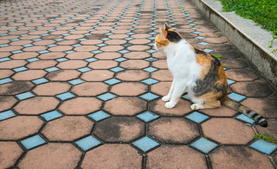 Three color local cat on the floor