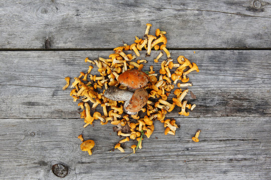 Fresh chanterelle mushrooms on wooden table. Top view