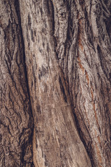 Old tree trunk crust