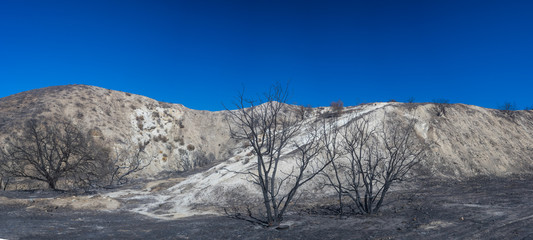 Dead Brush in Burned Canyons