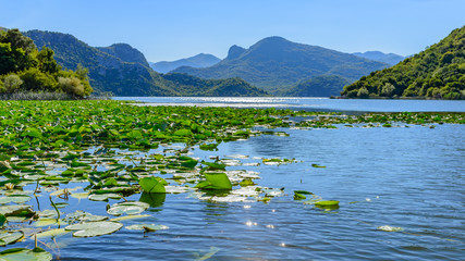 The landscape Skadar lake with water lilies in the foreground. A