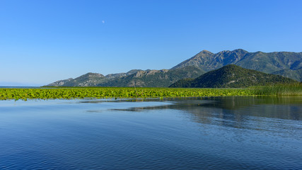 The landscape Skadar lake with algaes in the foreground.