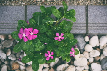 Wild Purple Flower Growing on Rocks