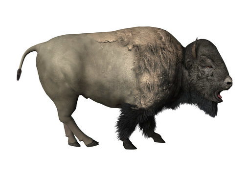 3D Rendering Bison on White